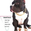 Gold Chain Dog Collar-15mm Necklace