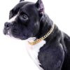 Gold Chain Dog Collar-15mm Necklace