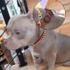 Gold Chain Dog Collar-15mm Necklace